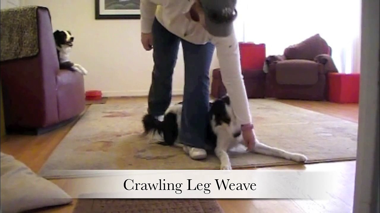 101 Ways to Leg Weave: Dog Training Tricks