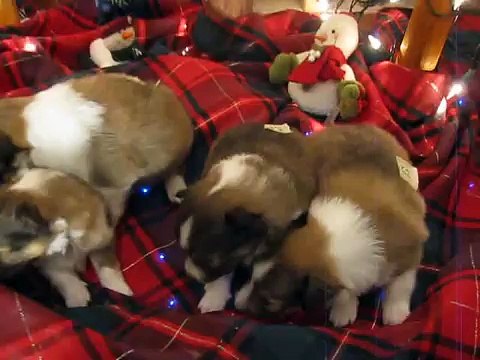 Shetland Sheepdog Sheltie puppies breeder tn nc sc ky va ga al fl