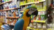 Signor Blauwgele ara Ararauna Film 1 trainen ( bleu gold macaw )