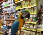 Signor Blauwgele ara Ararauna Film 1 trainen ( bleu gold macaw )