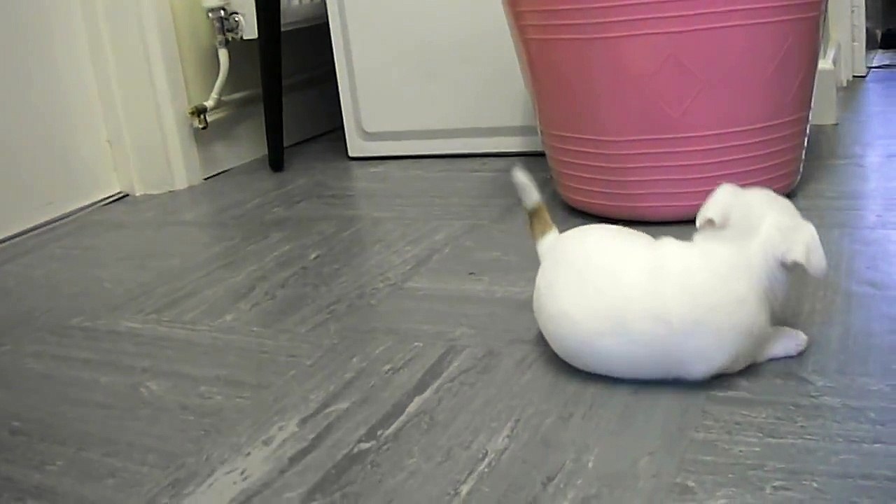 Chihuahua jack russell cross puppies well cute