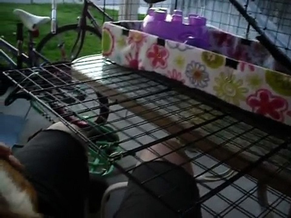 How to pet your guinea pig - Guinea Pig Happy Sounds !