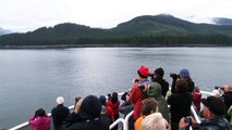 Whales Cooperatively Feeding in Alaska