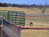 Red-Dawn Border Collies, Bree Herding