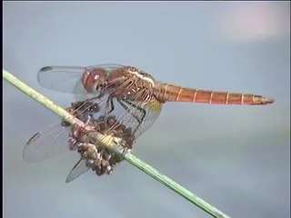 Reproduction des libellules