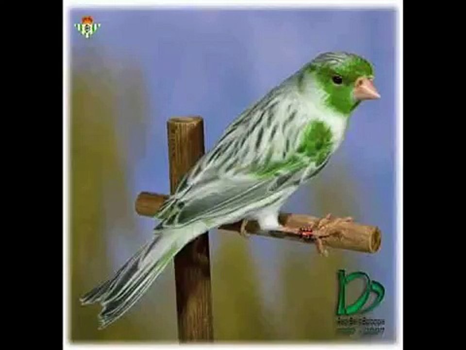 تغريد كناري روعة - chant magnifique de canaris