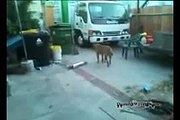 Большая собака спасает маленького котёнка от не менуемой гибели!!!