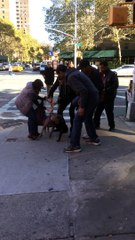 PIT BULL Attack Cat in New York Street