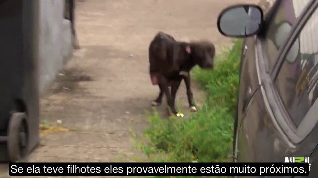 mamãe-cadela e seus filhotes