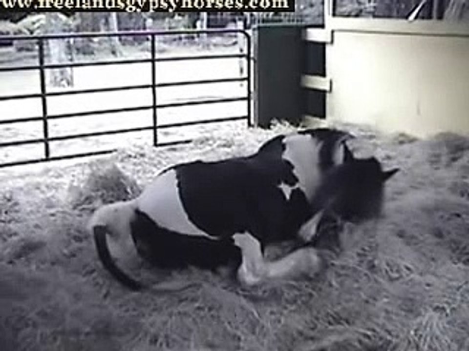 Joanie Foaling 2008