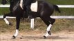 Adestramento cavalo lusitano negro