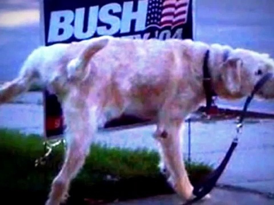 the most amazing funny pics video
