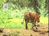 Les tigres de Sumatra