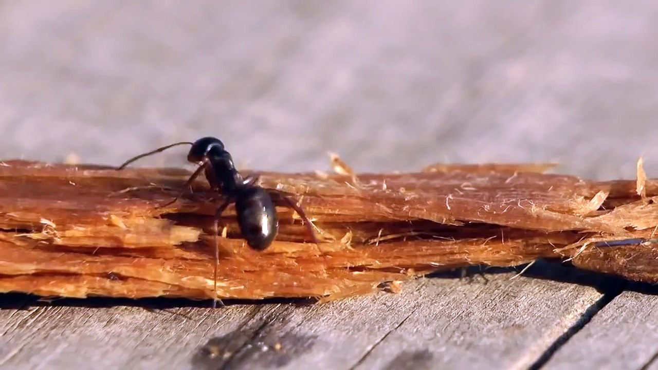 Une fourmi russe boit de la vodka