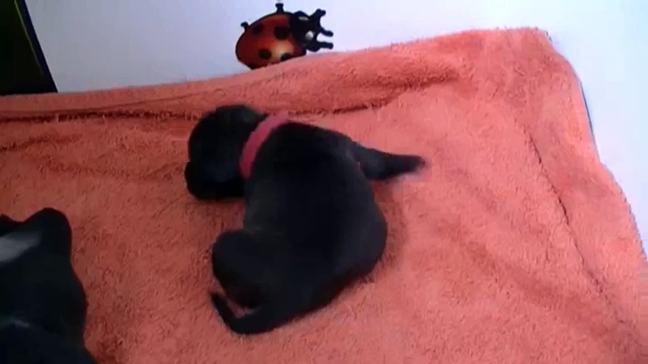 17ème vidéo du 2ème chiot Staffie Femelle de la 20ème portée de Staffordland