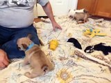 french bulldog puppies - Pheobe Puppies!