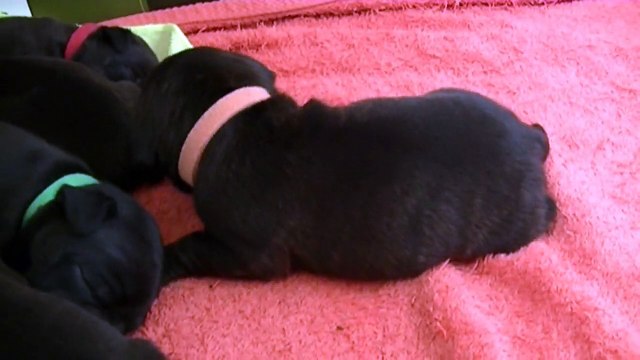 20ème vidéo du 5ème chiot Staffie Femelle de la 20ème portée de Staffordland