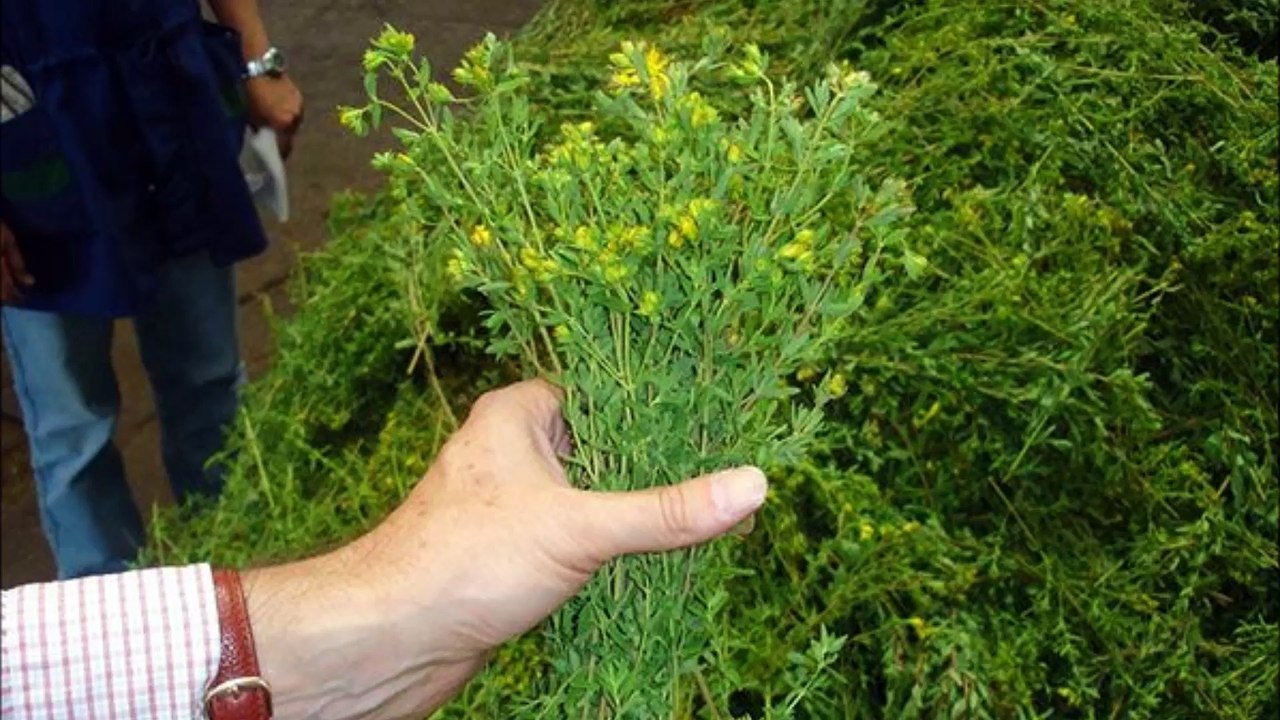 Saint Johns Wart