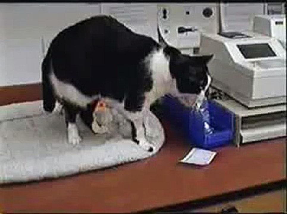 Humping Cat
