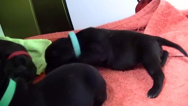 21ème vidéo du 6ème chiot Staffie Femelle de la 20ème portée de Staffordland