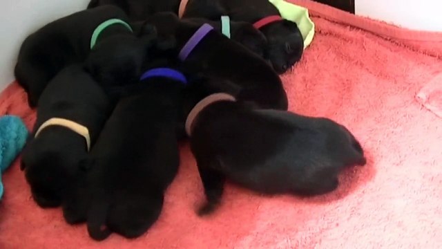 23ème vidéo du 8ème chiot Staffie Femelle de la 20ème portée de Staffordland