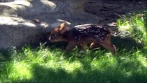 Bébé pudu : Faon le plus petit du monde