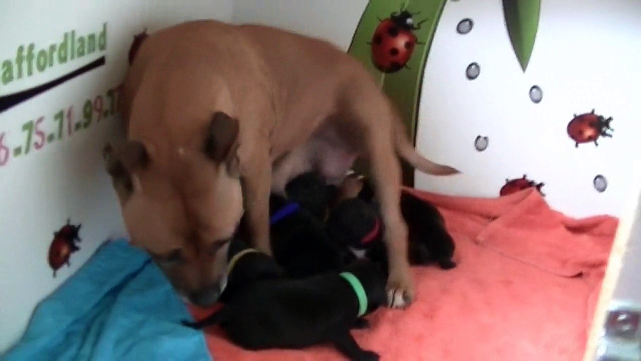 24ème vidéo des chiots Staffies de la 20ème portée de Staffordland