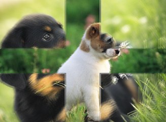 Pro plan köpek maması