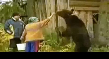Natural Wild Life Bear Attack 2013