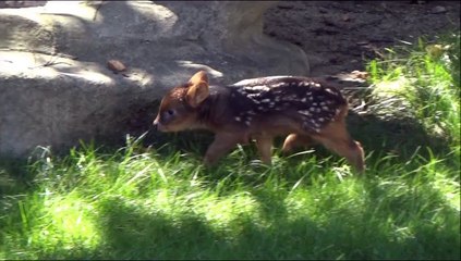 Pudu fawn is just 5 days old