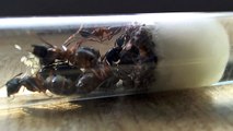 Black carpenter ant colony : Camponotus cf. pennsylvanicus