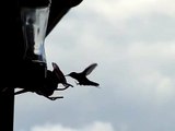 Colibri a 300 fps (Hummingbird drinking nectar slow motion 300 fps)