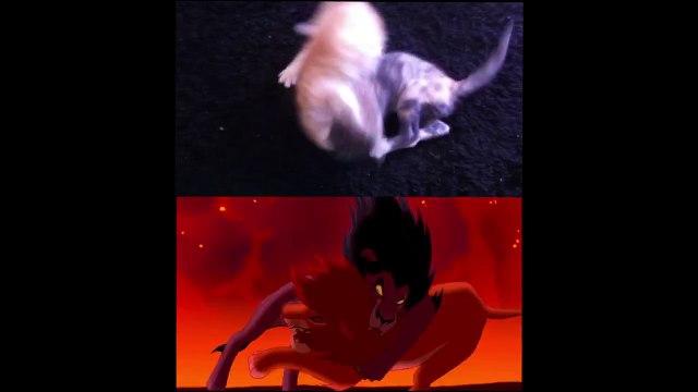 Le Roi Chaton - Le Roi Lion de Disney avec des vrais bébé chats