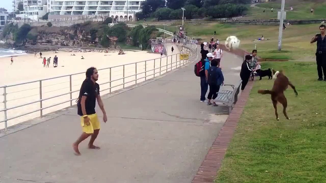 Un chien et son maitre jouent au foot : gros niveau!!!!