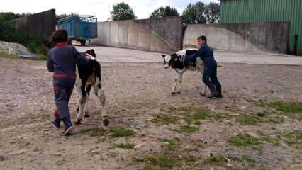 Bourthes : Pierre et Joséphine entraînent leurs génisses pour le concours agricole