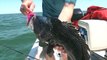 Buzzards Bay Black Sea Bass Fishing