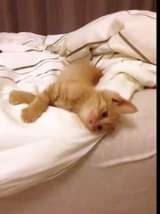 茶トラ子猫「ひろし」夜ベッドでまったり中～