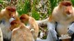 World's Ugliest Animal? Proboscis Monkey