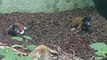 The Red Ruffed Lemur Twins - Zwillinge Roter Vari - Tierpark Hellabrunn
