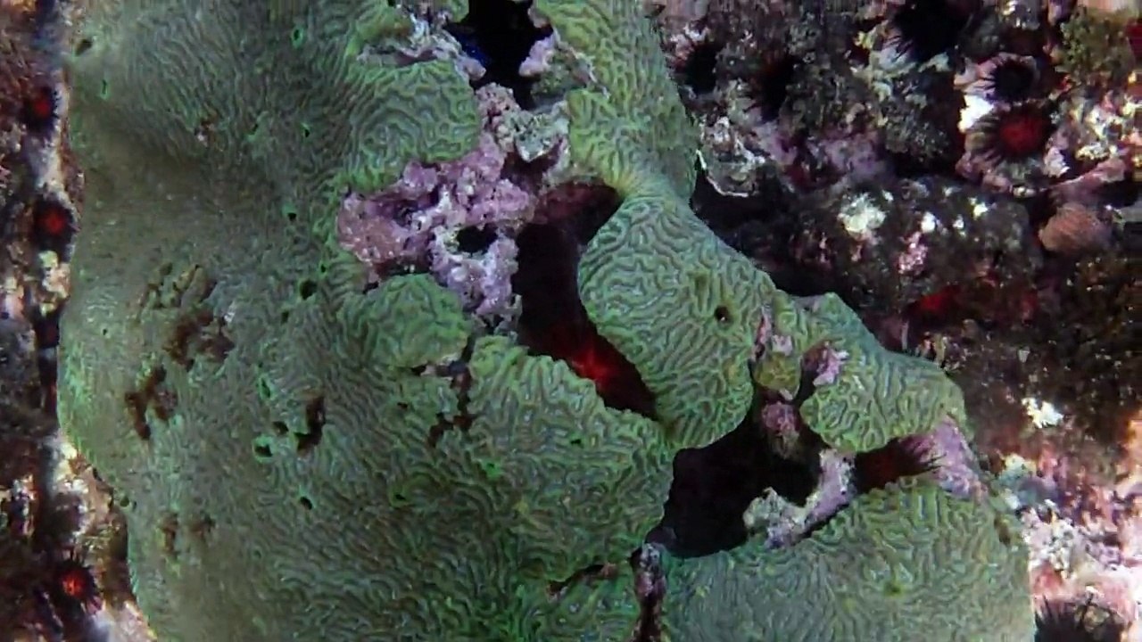 Une ballade sous marine