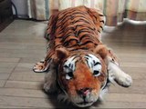 トラになったＣＯＣＯちゃん The dog which transformed into a tiger