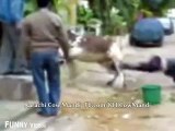 Crazy Cow Hit Compilation - Funny Videos