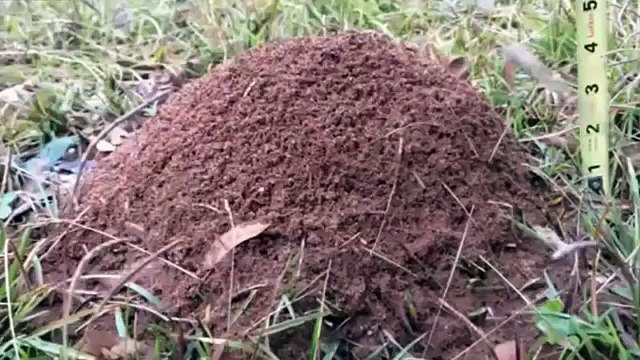 Что будет если в муравейник залить расплавленый алюминий