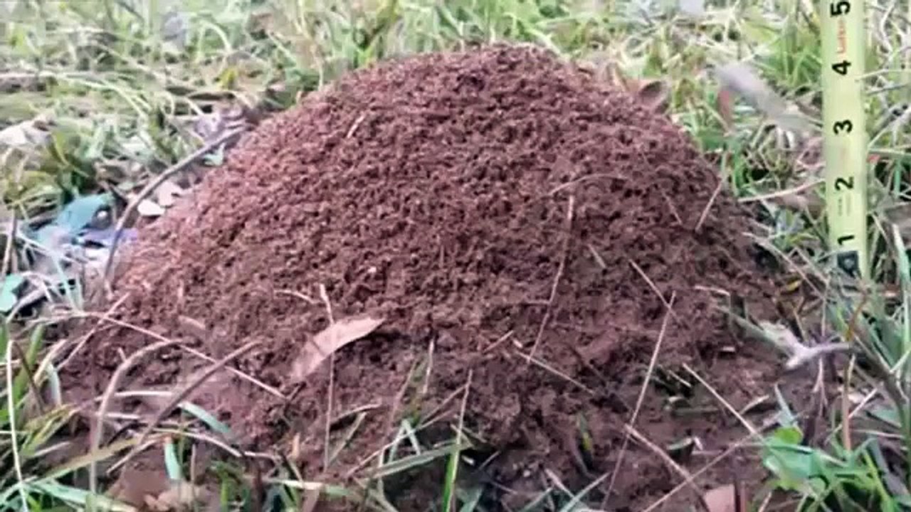 Что будет если в муравейник залить расплавленый алюминий