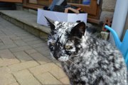 Un chat atteint de vitiligo