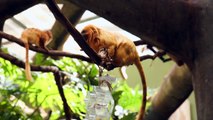 Zoo Jobs: Meet Small Mammal Biologist at National Zoo