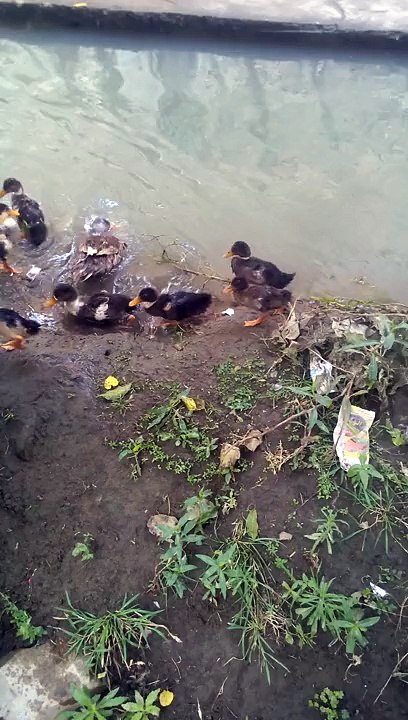 Duck