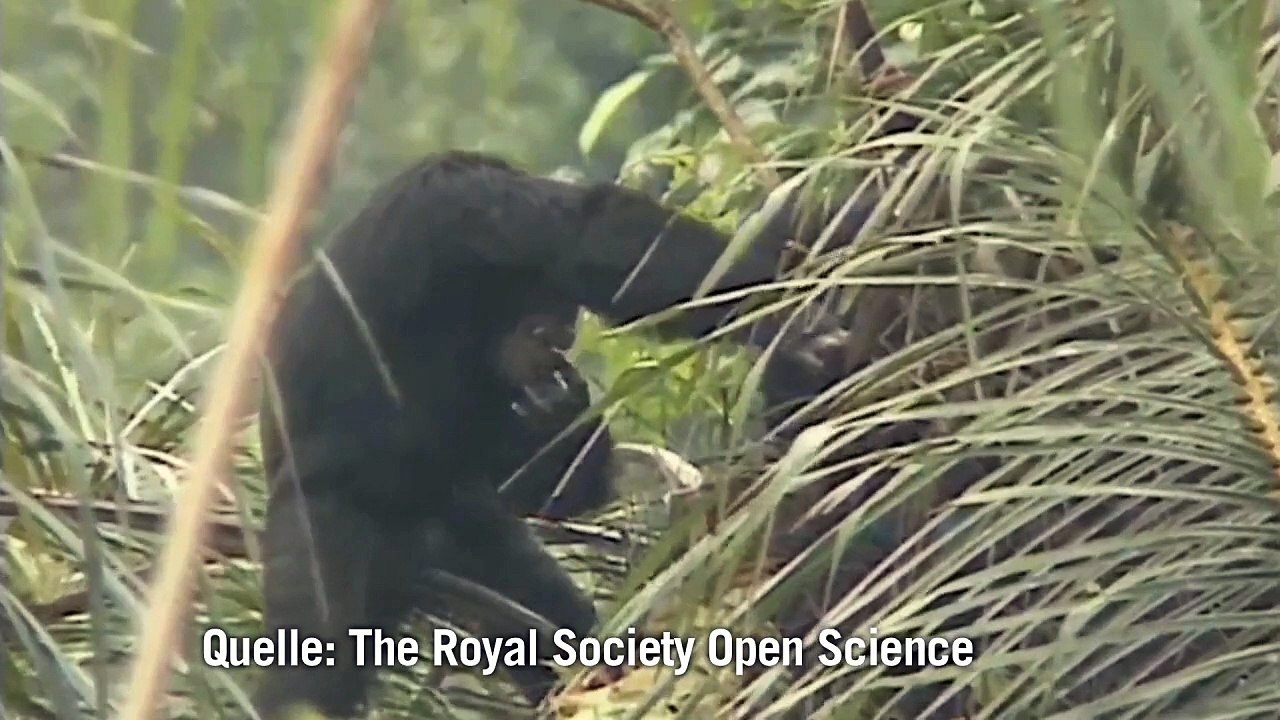 Wilde Schimpansen betrinken sich gern