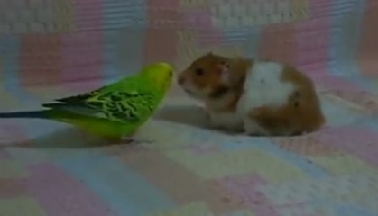 Hamster ve Muhabbet Kuşunun Dostluğu