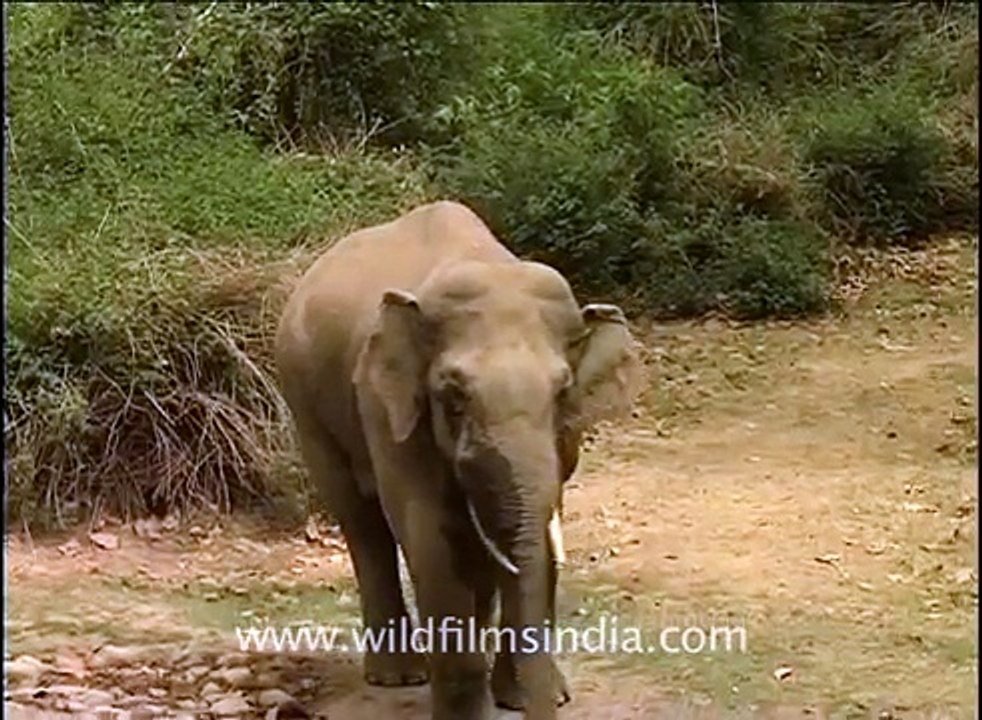 Impressive horde of Indian elephants!